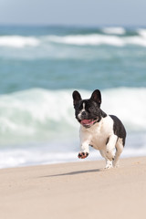 French bulldog on the beach