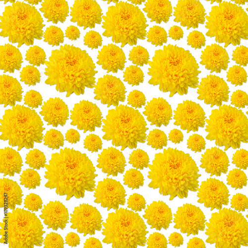 yellow chrysanthemum  pattern