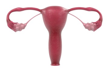 Poster - 3d renderings of female reproductive system