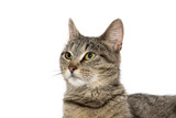 Fototapeta Koty - Portrait of tabby cat