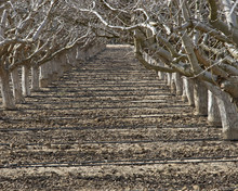 Path Between Rows Of Dormant Fruit Trees With Watering Lines Across