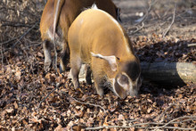 Red River Hog, Potamochoerus Porcus Pictus, Is The Best Representative Of Pigs