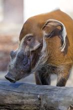 Red River Hog, Potamochoerus Porcus Pictus, Is The Best Representative Of Pigs,adult Male