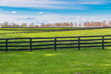 Wall Mural - Green pastures of horse farms. Country spring landscape.