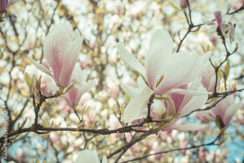 rocznik-fotografia-kwitnaca-kolorowa-magnolia-kwitnie-w-pogodnym-ogrodzie-lub