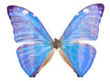Fototapeta Motyle -  morpho adonis blue butterfly