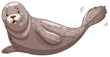 Seal With Gray Skin