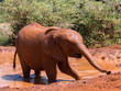 Baby elephant getting out of water