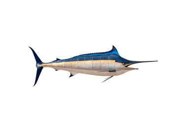 Wall Mural - Marlin - Swordfish,Sailfish saltwater fish (Istiophorus) isolate