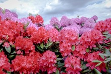 Rhodedendron Büsche Mit Rot Und Zart Lila Blütenstand