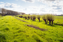 Row Of Budding Willow Trees In A Rural Landscape