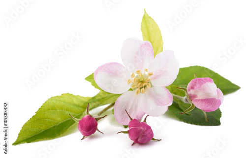 Dekoracja na wymiar  kwiaty-jabloni-z-pakami
