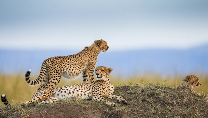 Wall Mural - three cheetahs in the savannah. kenya. tanzania. africa. national park. serengeti. maasai mara. an e
