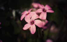 Pink Oxalis Flower