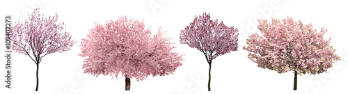 Fotografía Blossoming pink sacura trees isolated on white