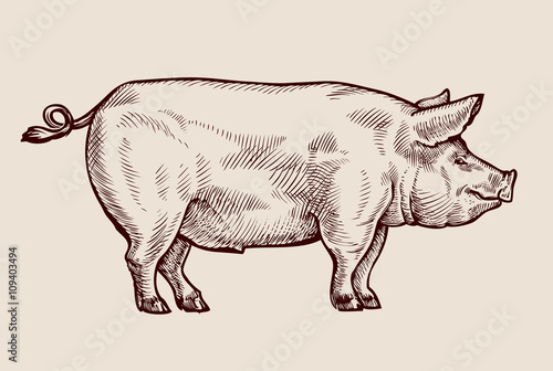 Fotografie, Obraz Sketch pig. Hand-drawn vector illustration