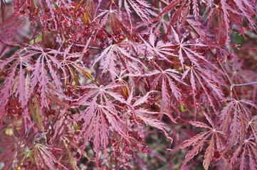 Wall Mural - Red foliage of the weeping Laceleaf Japanese Maple tree (Acer palmatum)