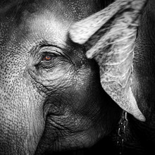 Close-up Portrait Of An Elephant