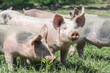 Schweinchen auf der Wiese, Bioferkel im Freilauf