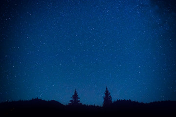 Wall Mural - dark blue night sky above the mistery forest