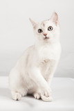 Fototapeta Koty - white breed cat sitting