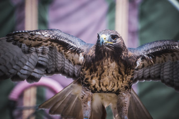 exhibition of birds of prey in a medieval fair, detail of beauti