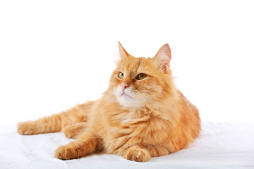 Wall Mural - Ginger cat isolated on white