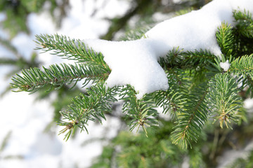 Canvas Print - Snowy fir tree branches, closeup