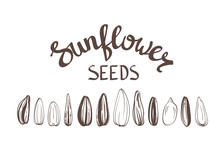 Sunflower Seeds Poster Vintage Stylized Lettering. Vector Hand Drawn Illustration