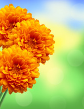 Orange Chrysanthemum Autumn Flower Over Bright Nature