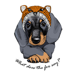 Wall Mural - the poster with the portrait of the dog dachshund in the fox hat. vector illustration.