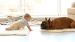 © Africa Studio - Little baby boy with boxer dog lying at home