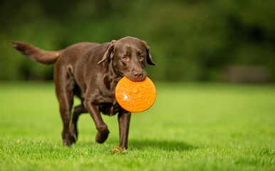 Canvas Print - Labrador Retriever Dog