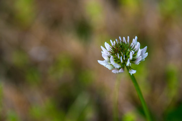 White clover (Trifolium repens, var. repens)