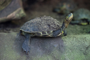Wall Mural - Chinese stripe-necked turtle (Ocadia sinensis).
