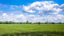 Green Pastures Of Horse Farms. Country Spring Landscape.