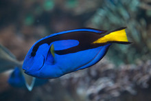 Blue surgeonfish (Paracanthurus hepatus).
