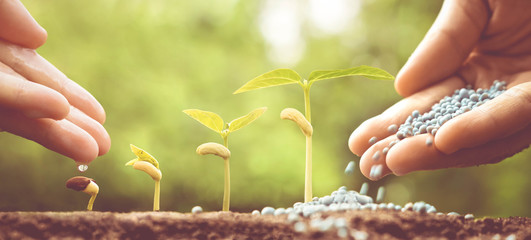 Wall Mural - Hand nurturing young plants growing in germination sequence with chemical fertilizer