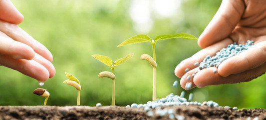 Wall Mural - Hand nurturing young plants growing in germination sequence with chemical fertilizer