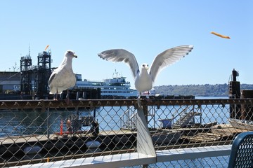 Gulls beg for food