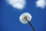 Fototapeta Dmuchawce - dandelion against blue sky