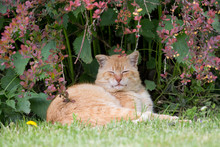 Ginger Cat Sleeping On Grass