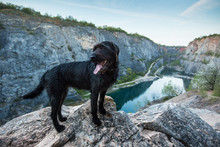 Beautiful Mutt Black Dog On Mountain Rock.