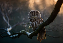 Portrait Of A Tawny Owl (strix Aluco)
