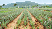 Pineapple Fields With Wind Turbine Background
