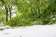 Heavy and wet snow in spring resulted in broken branches and tree trunks