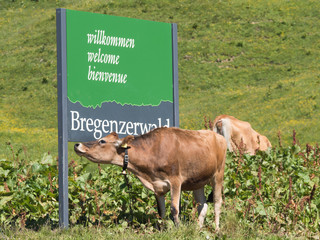 Wall Mural - SCHOCKEN, AUSTRIA, JUNE 30: Some cows standing by the Bregenzerwald sign in Austria, 2015.