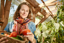 Friendly Woman Harvesting Fresh Tomatoes From The Greenhouse Garden Putting Ripe Local Produce In A Basket 