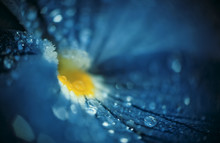 Drops Of Rain On Beautiful Blue Flower