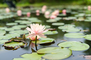 Canvas Print - Water Lily